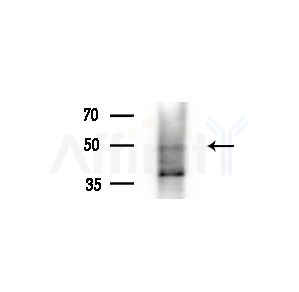 PLD3 Antibody - Western blot analysis of extracts from Mouse liver, using PLD3 Antibody at 1/1000 dilution.