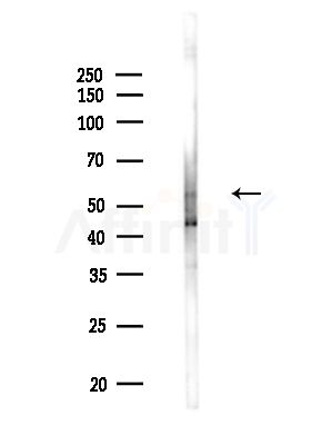 PLD3 Antibody - Western blot analysis of lysates from Mouse liver, using PLD3 Antibody at 1/1000 dilution.