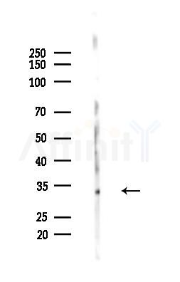 PLSCR1 Antibody - Western blot analysis of lysates from Hela cells(heat-shock,45min treatment), using PLSCR1 Antibody at 1/1000 dilution.