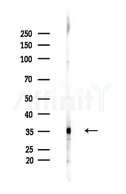 PLSCR1 Antibody - Western blot analysis of lysates from LoVo cells(heat-shock,45min treatment), using PLSCR1 Antibody at 1/1000 dilution.