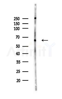 KCNS1 Antibody - Western blot analysis of lysates from MCF7 cells(heat-shock,45min treatment), using KCNS1 Antibody at 1/1000 dilution.