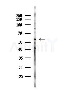 KCNS3 Antibody - Western blot analysis of lysates from PC12 cells(LPS, 4h treatment), using KCNS3 Antibody at 1/1000 dilution.