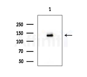 HCN4 Antibody - Western blot analysis of extracts from COLO205 cells, using HCN4 Antibody at 1/1000 dilution.