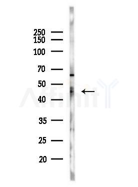 PBX4 Antibody - Western blot analysis of lysates from PC12 cells(LPS, 4h treatment), using PBX4 Antibody at 1/1000 dilution.