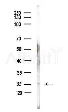RASSF3 Antibody - Western blot analysis of lysates from Mouse testis, using RASSF3 Antibody at 1/1000 dilution.