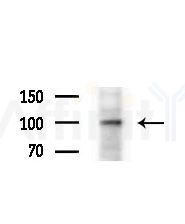 RASIP1 Antibody - Western blot analysis of extracts from various samples, using RASIP1 Antibody at 1/1000 dilution.