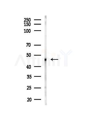 RRAGD Antibody - Western blot analysis of lysates from PC12 cells(LPS, 4h treatment), using RRAGD Antibody at 1/1000 dilution.