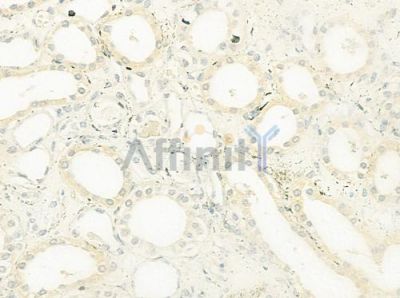 RAB24 Antibody - DF9822 at 1/100 staining human normal kidney tissue by IHC-P.