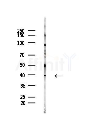 RAB36 Antibody - Western blot analysis of lysates from HepG2 cells(LPS, 4h treatment), using RAB36 Antibody at 1/1000 dilution.