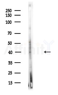 RAB39A Antibody - Western blot analysis of lysates from A375 cells(LPS,4h treatment), using RAB39A Antibody at 1/1000 dilution.