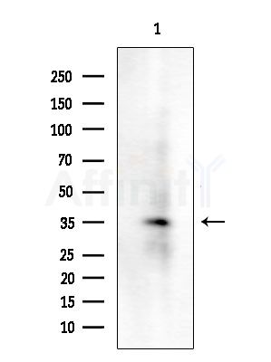 RGS4 Antibody - Western blot analysis of extracts from Mouse brain, using RGS4 Antibody at 1/1000 dilution.