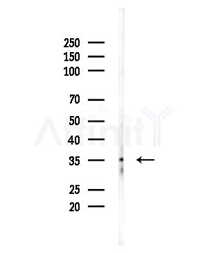 RGS4 Antibody - Western blot analysis of lysates from Mouse brain, using RGS4 Antibody at 1/1000 dilution.