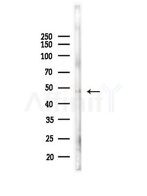 RFPL2 Antibody - Western blot analysis of lysates from Mouse lung, using RFPL2 Antibody at 1/1000 dilution.