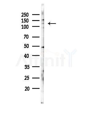 RHG20 Antibody - Western blot analysis of lysates from RAW264.