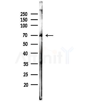 RPAP3 Antibody - Western blot analysis of lysates from RAW264.
