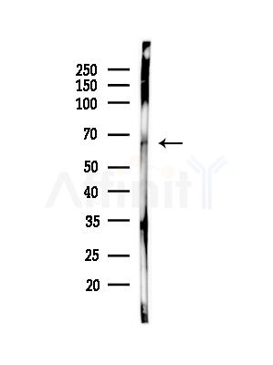 SCARA3 Antibody - Western blot analysis of lysates from PC12 cells, using SCARA3 Antibody at 1/1000 dilution.