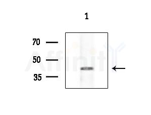 SERPINB10 Antibody - Western blot analysis of extracts from HepG2 cells(starvation treatment), using SERPINB10 Antibody at 1/1000 dilution.