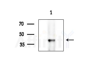 SERPINB10 Antibody - Western blot analysis of extracts from EC304 cells(heat-shock treatment), using SERPINB10 Antibody at 1/1000 dilution.