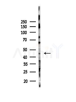 SERPINB10 Antibody - Western blot analysis of lysates from EC304 cells(heat-shock,45min treatment), using SERPINB10 Antibody at 1/1000 dilution.