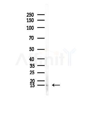 SH3BGRL1 Antibody - Western blot analysis of lysates from Mouse lung, using SH3BGRL1 Antibody at 1/1000 dilution.