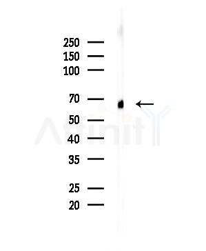 SLC6A13 Antibody - Western blot analysis of lysates from Mouse brain, using SLC6A13 Antibody at 1/1000 dilution.