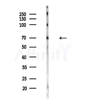 SLC6A11 Antibody - Western blot analysis of lysates from Mouse testis, using SLC6A11 Antibody at 1/1000 dilution.