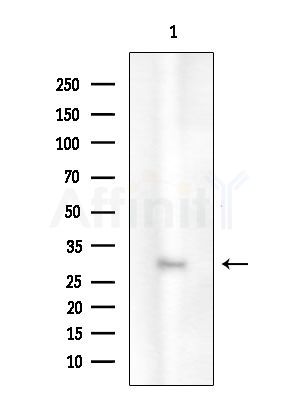 SCNM1 Antibody - Western blot analysis of extracts from Mouse brain, using SCNM1 Antibody at 1/1000 dilution.