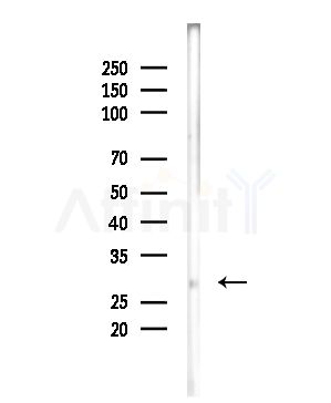SCNM1 Antibody - Western blot analysis of lysates from Mouse brain, using SCNM1 Antibody at 1/1000 dilution.