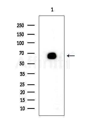 SFRS16 Antibody - Western blot analysis of extracts from Mouse brain, using SFRS16 Antibody at 1/1000 dilution.