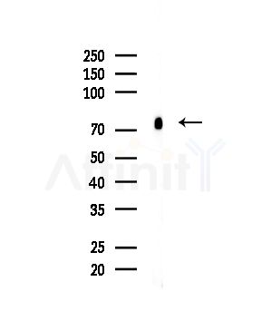 SFRS16 Antibody - Western blot analysis of lysates from Mouse brain, using SFRS16 Antibody at 1/1000 dilution.