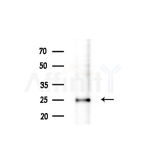 SFRS9 Antibody - Western blot analysis of extracts from MCF7 cells(heat-shock treatment), using SFRS9 Antibody at 1/1000 dilution.