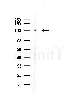 TBC1D2 Antibody - Western blot analysis of lysates from RAW264.