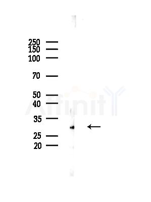 TCEAL2 Antibody - Western blot analysis of lysates from Mouse testis, using TCEAL2 Antibody at 1/1000 dilution.