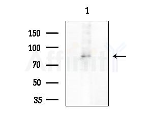 TMC7 Antibody - Western blot analysis of extracts from Rat testis, using TMC7 Antibody at 1/1000 dilution.