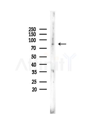 TMC7 Antibody - Western blot analysis of lysates from Rat testis, using TMC7 Antibody at 1/1000 dilution.