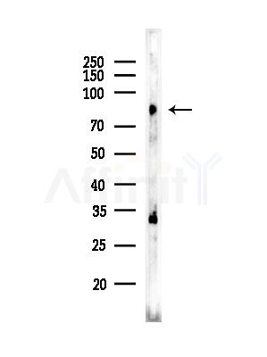TMC7 Antibody - Western blot analysis of lysates from HUVEC cells, using TMC7 Antibody at 1/1000 dilution.