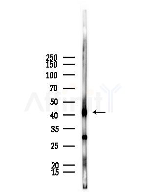 USP46 Antibody - Western blot analysis of lysates from Mouse lung, using USP46 Antibody at 1/1000 dilution.