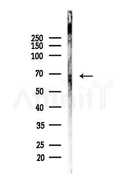 FANCG Antibody - Western blot analysis of lysates from Mouse liver, using FANCG Antibody at 1/1000 dilution.