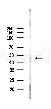 IDO2 Antibody - Western blot analysis of lysates from Hela cells(LPS, 4h treatment), using IDO2 Antibody at 1/1000 dilution.