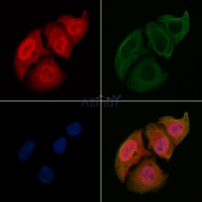 Phospho-AKT1/2/3 (Ser473) Antibody - AF0016 staining Hela cells by IF/ICC.