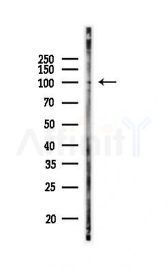 MYOCD Antibody - Western blot analysis of lysates from 3T3-L1 P6, using MYOCD Antibody at 1/1000 dilution.