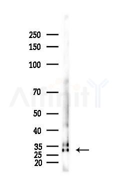 Histone H1.3 Antibody - Western blot analysis of lysates from Hela cells(heat-shock,45min treatment), using Histone H1.