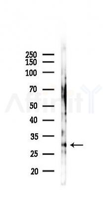 14-3-3 zeta/delta Antibody - Western blot analysis of lysates from HUVEC cells(starvation,24h treatment), using 14-3-3 zeta/delta Antibody at 1/1000 dilution.