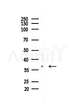 NEUROD1 Antibody - Western blot analysis of lysates from Mouse liver, using NEUROD1 Antibody at 1/1000 dilution.