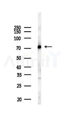 Annexin A6 Antibody - Western blot analysis of lysates from Mouse lung, using Annexin A6 Antibody at 1/1000 dilution.