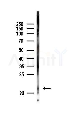 Bax Antibody - Western blot analysis of lysates from PC12 cells, using Bax Antibody at 1/1000 dilution.