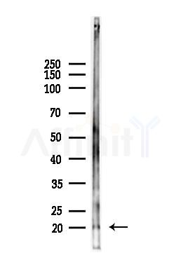 Bax Antibody - Western blot analysis of lysates from Mouse liver, using Bax Antibody at 1/1000 dilution.