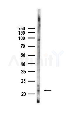 Bax Antibody - Western blot analysis of lysates from 3T3-L1 P6, using Bax Antibody at 1/1000 dilution.