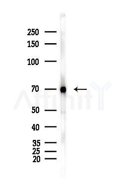 Cox1 Antibody - Western blot analysis of lysates from Hela cells(heat-shock,45min treatment), using Cox1 Antibody at 1/1000 dilution.