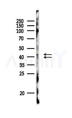 ERK1/2 Antibody - Western blot analysis of lysates from PC12 cells, using ERK1/2 Antibody at 1/1000 dilution.